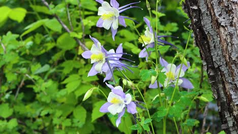 Rocky-Mountain-columbines-in-the-Colorado-wilderness-quiver-in-the-breeze