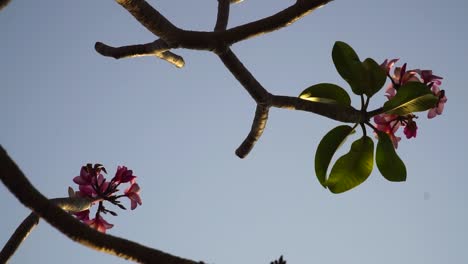 Pink-plumeria-flowers-on-tree-branches-against-clear-blue-sky-close-up