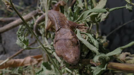 Crested-Gecko-De-Cerca-Lamiendo-Los-Labios-En-El-árbol