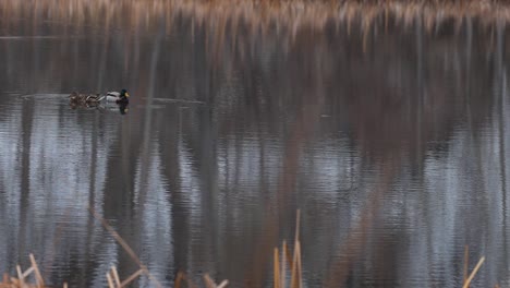 A-pair-of-ducks-float-on-a-winter-pond-in-a-nostalgic-wing-hunting-paradise