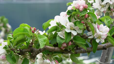 Beautiful-blossoming-branch-of-apple-tree-in-Hardanger-Norway---Calming-reflections-from-Hardangerfjord-in-background---Static-shot