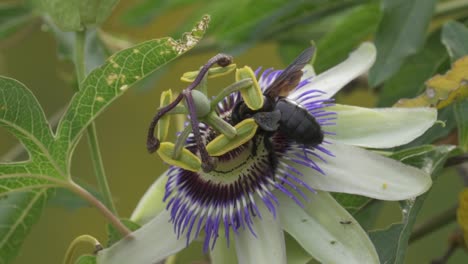 Close-up-of-a-black-bumblebee-flying-over-a-blue-crown-passion-flower-to-extract-nectar-from-it