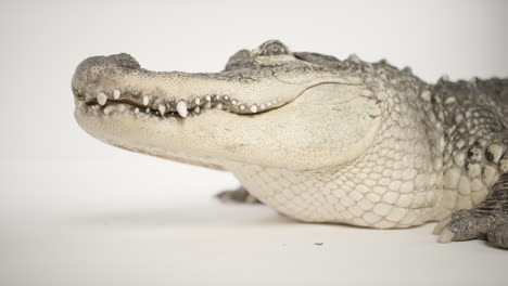 Nahaufnahme-Des-Seitenprofils-Eines-Amerikanischen-Alligators-Auf-Weißem-Hintergrund