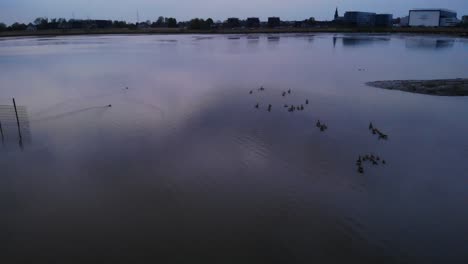 Silhouetted-Flock-Of-Ducks-Swims-On-The-Lake-At-Nature-Reserve-Of-Crezeepolder,-Hendrik-Ido-Ambacht,-Netherlands