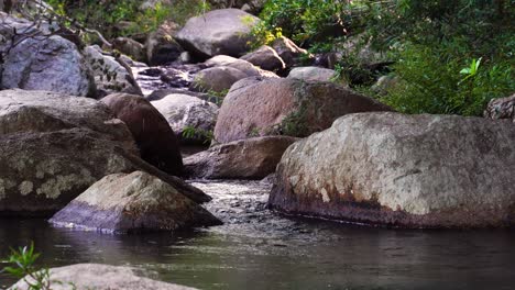 Large-boulders-and-rocks-of-wild-stream-bed,-serene-mountain-brook-scenery