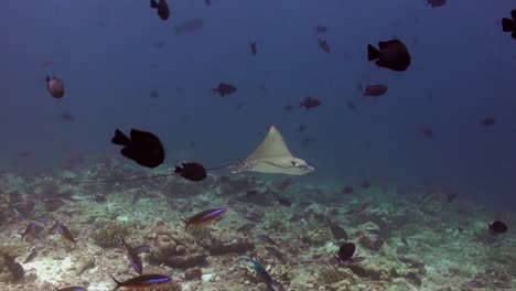 Rayo-De-águila-Manchado-Nadando-Sobre-Arrecifes-De-Coral-En-Las-Maldivas-Con-Peces-De-Arrecife-En-Primer-Plano