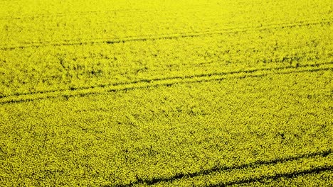 Aerial-birdseye-view-of-blooming-rapeseed-field,-flying-over-yellow-canola-flowers,-idyllic-farmer-landscape,-beautiful-nature-background,-descending-drone-shot-tilt-up