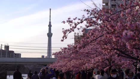 Wunderschöne-Aussicht-Auf-Tokyo-Skytree-Und-Sakura-Mit-Leuten,-Die-Fotos-Machen