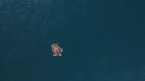 Der-Einzigartige-Blick-Auf-Eine-Große-Meeresschildkröte-Holt-Luft,-Während-Sie-Mühelos-Auf-Der-Meeresoberfläche-Ruht