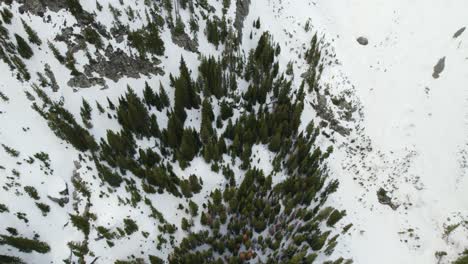 Aerial-view-of-pine-trees-along-the-valley-of-a-snowy-mountain