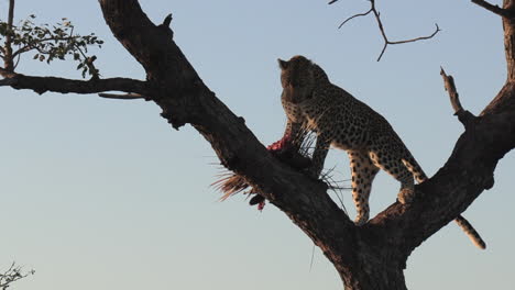 Seltene-Aufnahmen-Eines-Leopardenweibchens,-Das-Im-Frühen-Morgensonnenlicht-Ein-Stachelschwein-Auf-Einem-Baum-Frisst