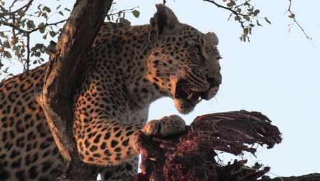 Close-up-of-leopard-feeding-on-antelope-kill-in-tree-at-golden-hour