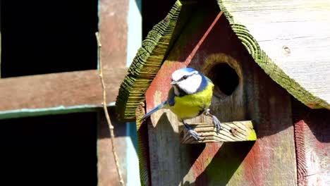 Blue-Tit-leaving-a-nest-box-in-slow-motion