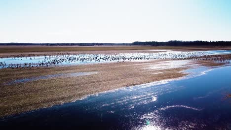 Aerial-view-of-large-flock-of-bean-goose-resting,-flooded-agricultural-field,-sunny-spring-day,-wide-angle-drone-shot-moving-forward