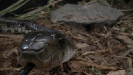 Macro-close-up-of-black-rat-snake-canadian-reptile