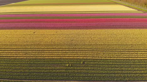 Beautiful-colourful-tulip-fields-in-Netherlands,-4K-aerial-view