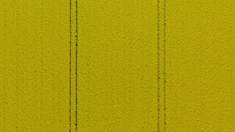 Symmetic-tracks-in-a-yellow-blooming-rapeseed-field-flying-slowly-down-and-stopping-some-meters-over-the-plants-to-show-its-details---drone-shot-in-4K