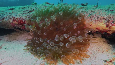 Clark's-anemonefish-swimming-in-small-bubble-sea-anemone,-wide-angle-shot