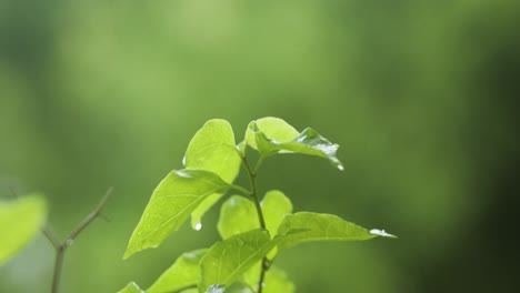 Kleine-Tröpfchen-Fallen-Sanft-Auf-Einen-Kleinen-Zweig-Mit-Grünen-Blättern,-Verschwommener-Hintergrund,-4k