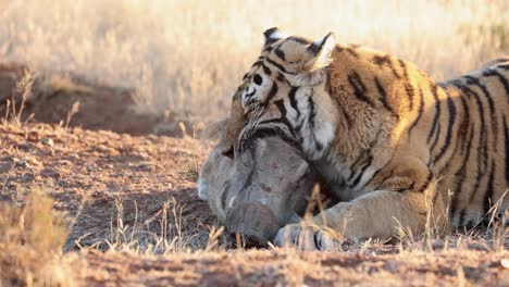 Close-up-bite:-Bengal-Tiger-waits-patiently-for-warthog-in-jaws-to-die