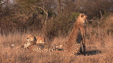 Three-cheetahs-together-in-the-wild-as-two-rest-under-an-orange-glowing-sunset-and-the-third-stands-watch