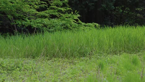 Abandoned-overgrown-rice-field-in-Daisen,-Tottori-Japan