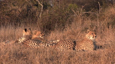 A-group-of-cheetahs-lounging-together-in-the-wild