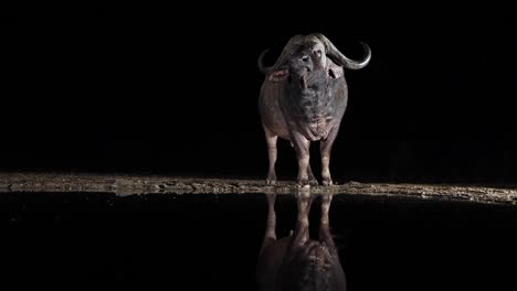 Cautious-Cape-Buffalo-at-night-sniffs-air,-black-reflection-in-water