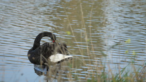 Australian-Black-Swan-Preening-Its-Wings-Along-A-Calm-River,-SLOW-MOTION