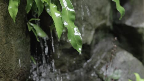 Nahaufnahme-Eines-Stroms-Von-Regentropfen,-Die-Durch-Grüne-Blätter-Tropfen,-Felsiger-Hintergrund
