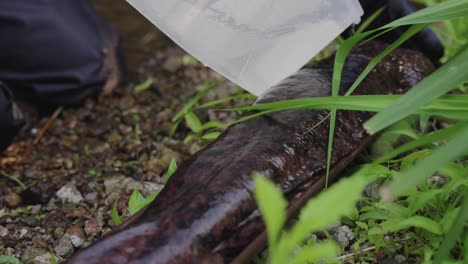 Japanischer-Riesensalamander-Wird-Untersucht,-Zeitlupe-Gießt-Wasser-über-Die-Haut