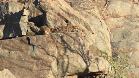 Two-cute-Leopard-cubs-lay-on-rock-outcrop-in-golden-morning-light