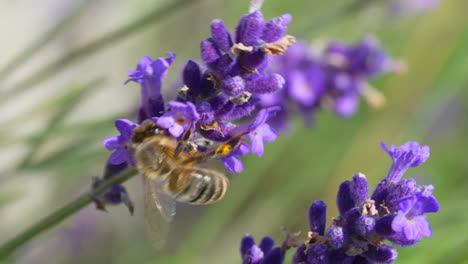 Makroaufnahme-Einer-Honigbiene,-Die-Nektar-Einer-Wunderschönen-Lavendelblüte-In-Der-Natur-Sammelt