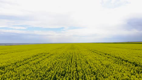Scenic-View-Of-Rapeseed-Field-Against-Blue-Cloudy-Sky---aerial-drone-shot