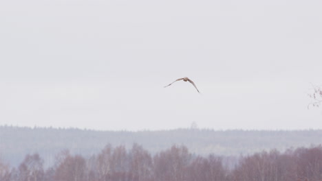 Western-marsh-harrier-hawk-on-the-hunt-flying,-Sweden,-wide-shot