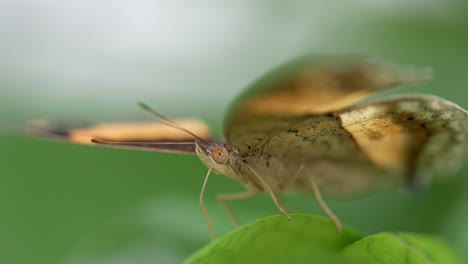 Filmisches-Makro-Eines-Schmetterlings,-Der-Sich-Auf-Einem-Grünen-Blatt-In-Der-Natur-Entspannt,-Detailaufnahme