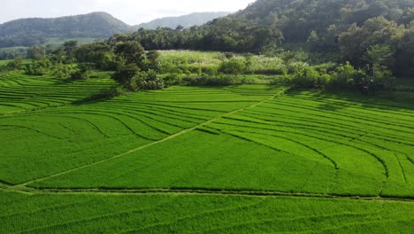 Aerial-view-of-rice-terraces