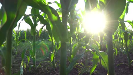 Low-angle-truck-shot-between-growing-maize-field-with-sunbeams-in-background-and-lens-flare-into-camera