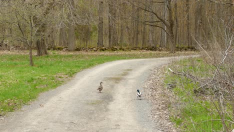 A-hen-and-drake-mallard-ducks-on-a-path-in-the-woods-in-Canada,-wide-shot