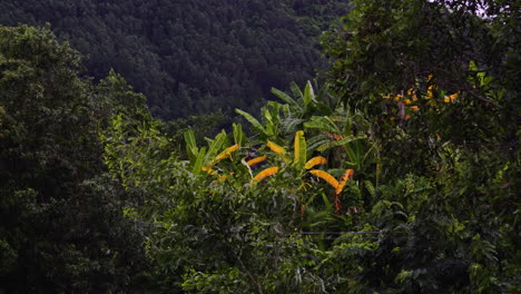 Bananenplantage-Mit-Dschungelwaldhintergrund-In-Tropischer-Umgebung,-Die-In-Zeitlupe-Im-Wind-Weht