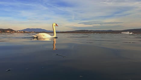 Low-angle-water-surface-pov-of-amazing-swan-swimming-on-lake-Maggiore-water-with-Angera-castle-in-background,-Italy