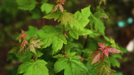 Poison-ivy-and-maple-leaves-covered-in-water-drops-and-droplets-after-rain-shower