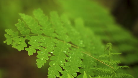 Natural-plant-in-lush-green-vibrant-forest-with-rain-drops-and-droplets