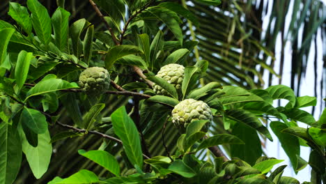 Close-up-of-a-lush-curd-apple-branch,-moved-by-the-wind,-with-big-fruits-and-palm-in-background