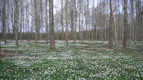 Walking-forward-through-a-forest-full-of-anemones-on-the-forest-floor