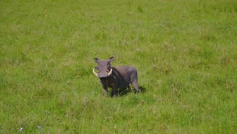Warzenschwein-Ruht-Und-Ernährt-Sich-Auf-Einer-Safari-Auf-Grünem-Gras-Auf-Einer-Wiese-In-Der-Sonnigen-Afrikanischen-Savanne
