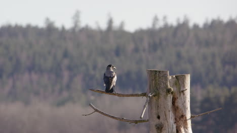 Hooded-crow-leaving-its-perch-on-a-tree-trunk-in-Sweden,-scenic-shot