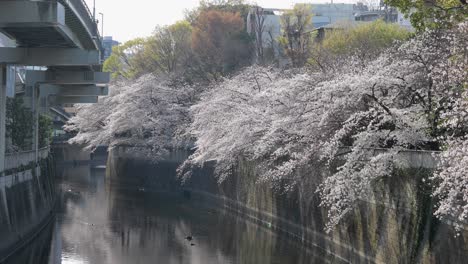 The-Best-Cherry-Blossom-in-Tokyo
