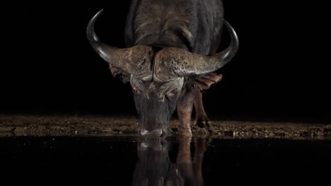 Close-up-Cape-Buffalo-drinks-from-pond-in-night-blackness,-side-light