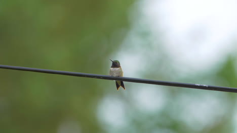Ruby-throated-hummingbird-sitting-calmly-on-a-wire,-then-gets-startled-and-flies-away